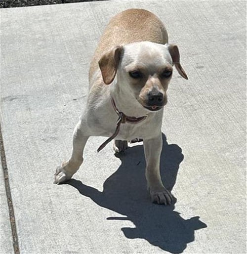 *LATTE - Chihuahua for adoption in Santa Rosa