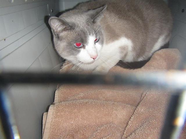 OSCAR - Siamese available for adoption