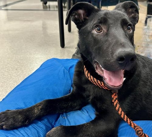 *GOOSE - Doberman Pinscher available for adoption