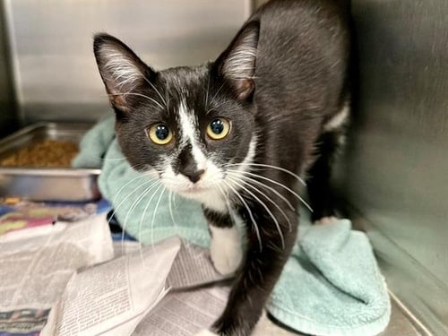 *CELESTE - Domestic Short Hair available for adoption