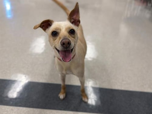 *MOCHA - Chihuahua available for adoption