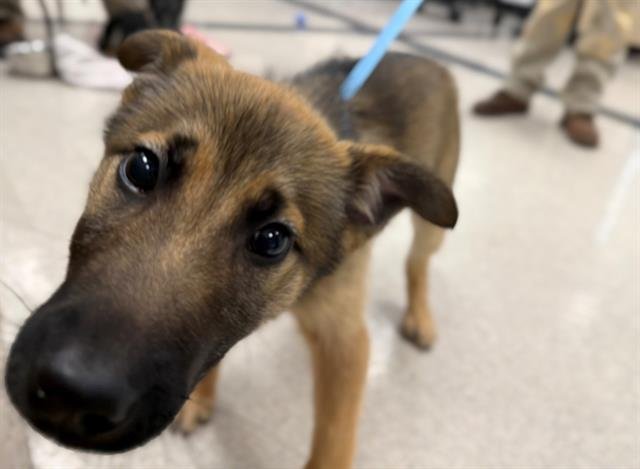 *CHAMP - Belgian Shepherd Malinois available for adoption