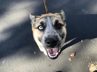 LUNA - Photo 1