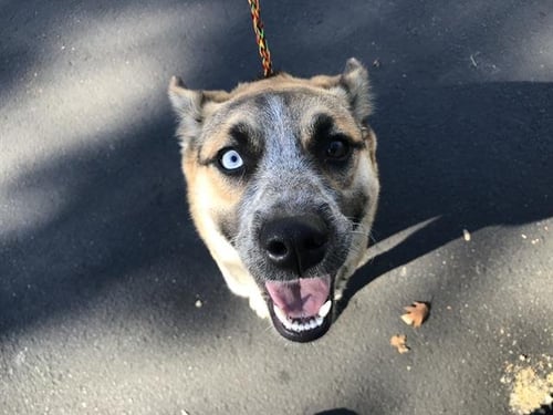 LUNA - Australian Cattle Dog/Blue Heeler / German Shepherd Dog available for adoption