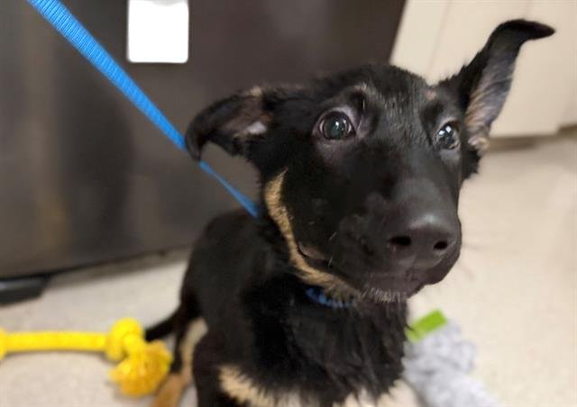 *ARMADILLO - German Shepherd Dog available for adoption
