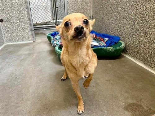 *CHIQUITA - Chihuahua available for adoption