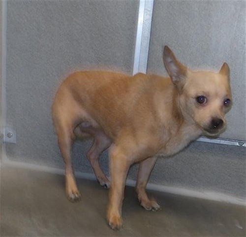 *CHIQUITA - Chihuahua available for adoption