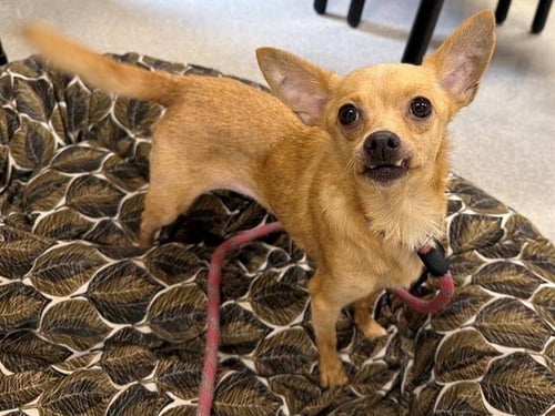 *CHIQUITA - Chihuahua available for adoption