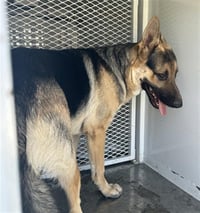 *BANDIT - Photo 1