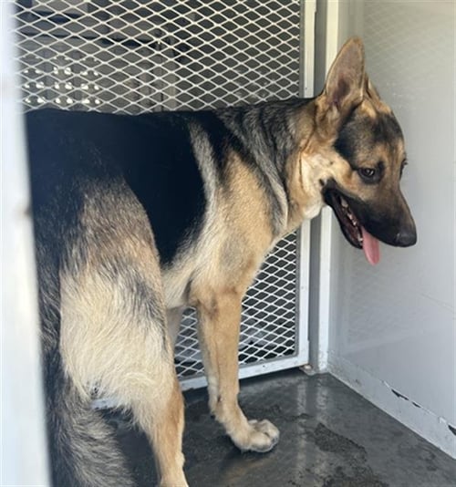 *BANDIT - German Shepherd Dog available for adoption