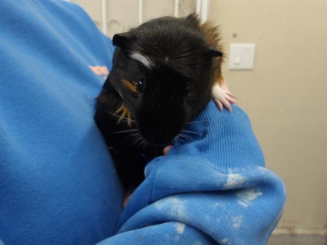 *JUICE BOX - Guinea Pig available for adoption