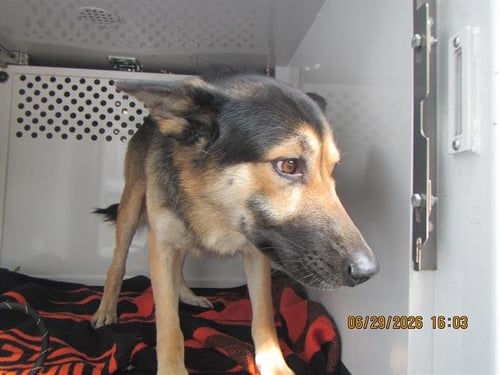 *WAYLON - German Shepherd Dog available for adoption