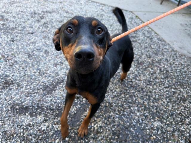 *HOMER - Doberman Pinscher available for adoption