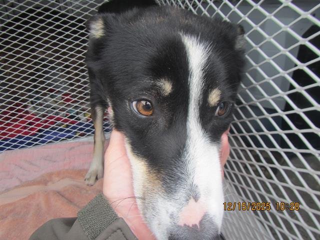 *JUNIOR - Border Collie available for adoption