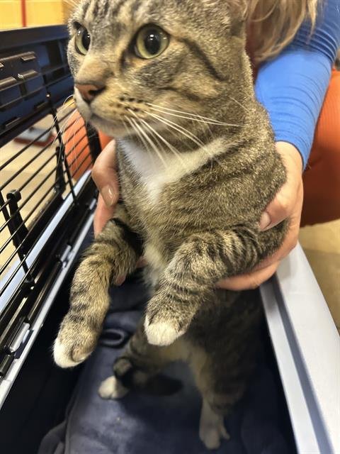 MARV - Domestic Short Hair available for adoption