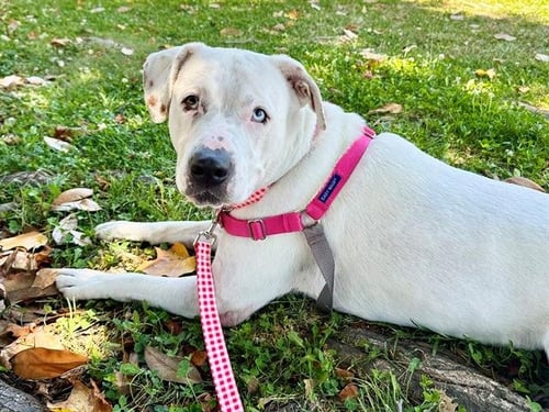 MERCY - Pit Bull Terrier available for adoption