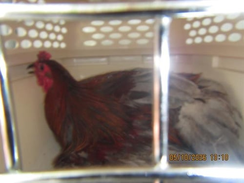 A441698 - Chicken available for adoption