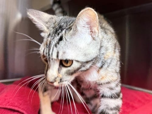 *VANESSA - Domestic Short Hair available for adoption