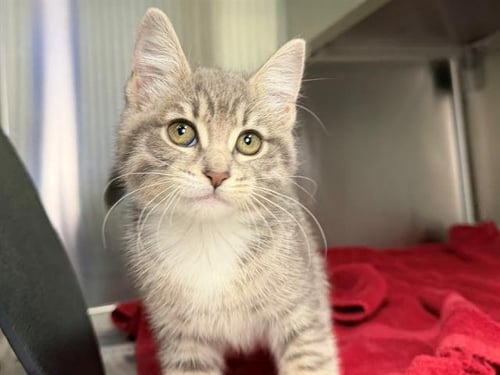 *GRETA - Domestic Short Hair available for adoption