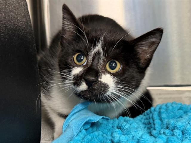 *PEARL - Domestic Short Hair available for adoption