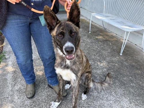 *SOL - German Shepherd Dog available for adoption