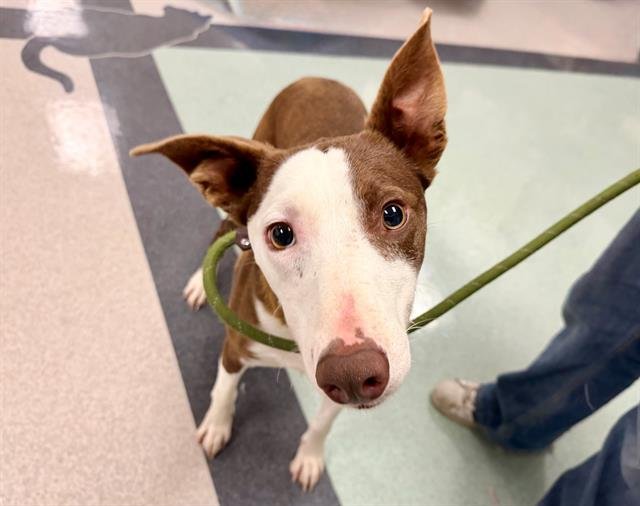 *ERNIE - Ibizan Hound available for adoption