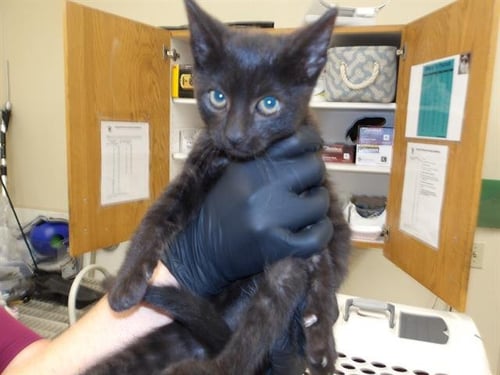 *RHETT - Domestic Short Hair available for adoption