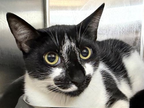 *PEARL - Domestic Short Hair available for adoption