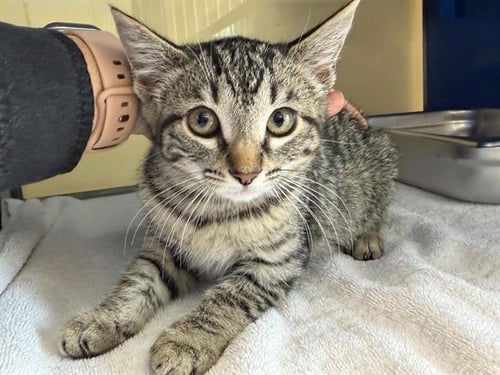 *MOUSY - Domestic Short Hair available for adoption