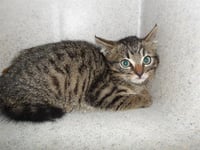 *TUNA - Photo 1