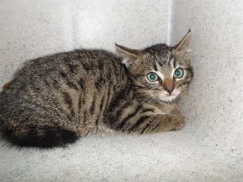 *TUNA - Domestic Short Hair available for adoption
