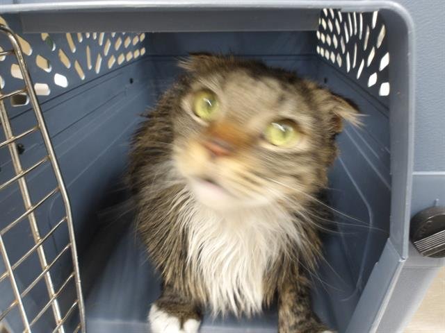 GORDA - Scottish Straight available for adoption