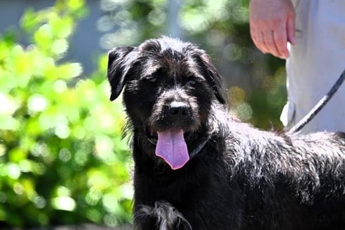 *PETUNIA - Giant Schnauzer available for adoption