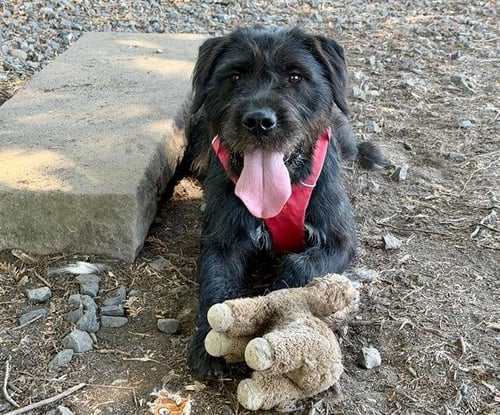 *PETUNIA - Giant Schnauzer available for adoption