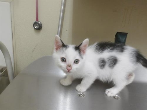 *BENNY - Domestic Short Hair available for adoption