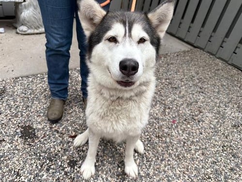 LUNA - Siberian Husky available for adoption