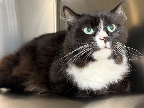 BILL - Domestic Long Hair available for adoption