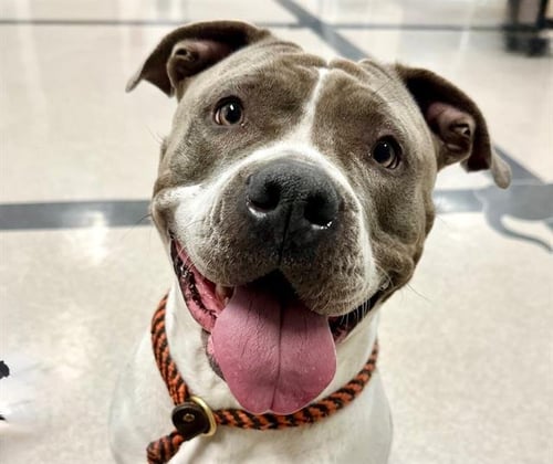 *CHARLOTTE - Pit Bull Terrier available for adoption