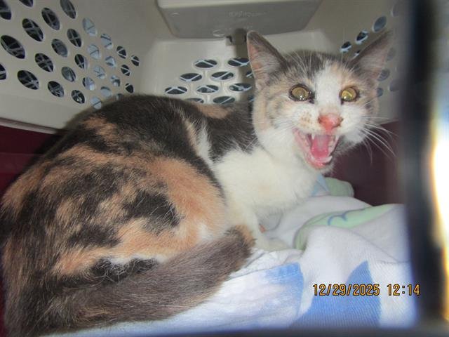 *NADINE - Domestic Short Hair available for adoption