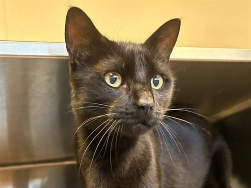 BEAR - Domestic Short Hair available for adoption