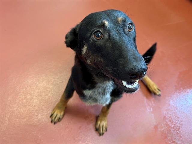 LADY - German Shepherd Dog / Australian Cattle Dog/Blue Heeler available for adoption