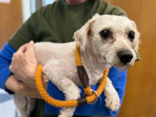 *MAXIMUS - Poodle (Miniature) available for adoption