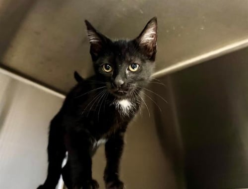 *BUTTONS - Domestic Short Hair available for adoption