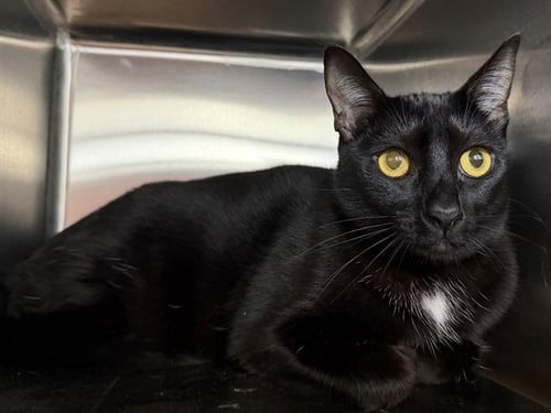 *BUTTONS - Domestic Short Hair available for adoption