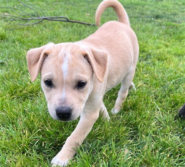 *ROSIE - Pit Bull Terrier available for adoption