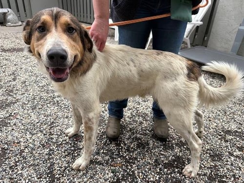 *WALTER - Anatolian Shepherd available for adoption