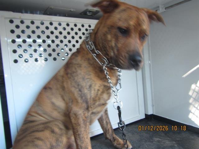 *AMBROSE - Pit Bull Terrier available for adoption