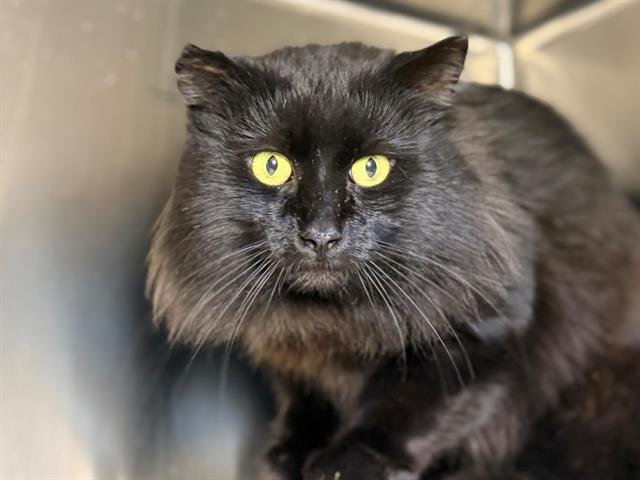 SIRIUS BLACK - Domestic Long Hair available for adoption