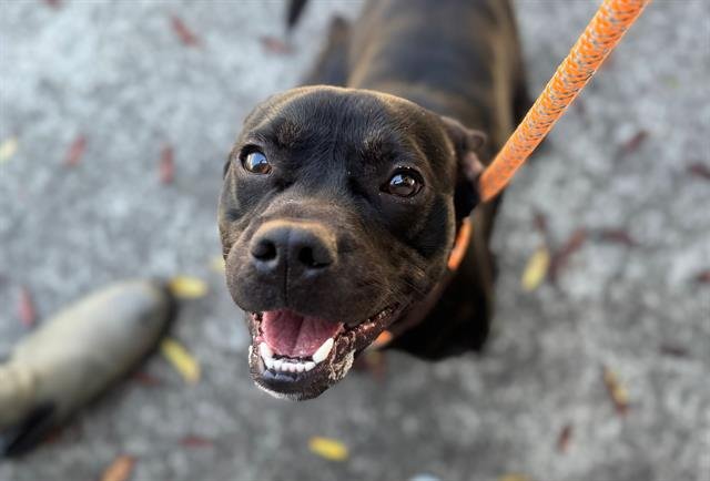 REX - Pit Bull Terrier available for adoption