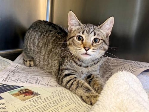 *BLAIR - Domestic Short Hair available for adoption